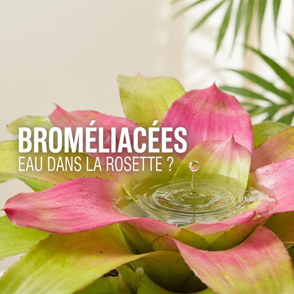 Broméliacées : faut-il garder de l’eau dans la rosette ? - TerraLife