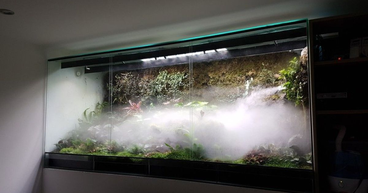 Comment augmenter l’Humidité dans ton Terrarium - TerraLife