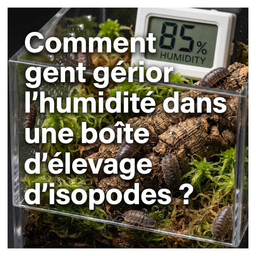 Comment gérer l’humidité dans une boîte d’élevage d’isopodes ? - TerraLife