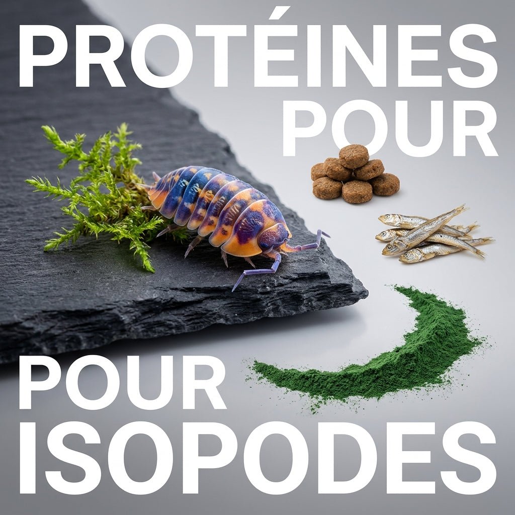 Croquettes, poisson séché, spiruline : quelles protéines pour les isopodes ? - TerraLife