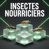 Grillons, drosophiles ou blattes : quel insecte nourricier choisir ? - TerraLife