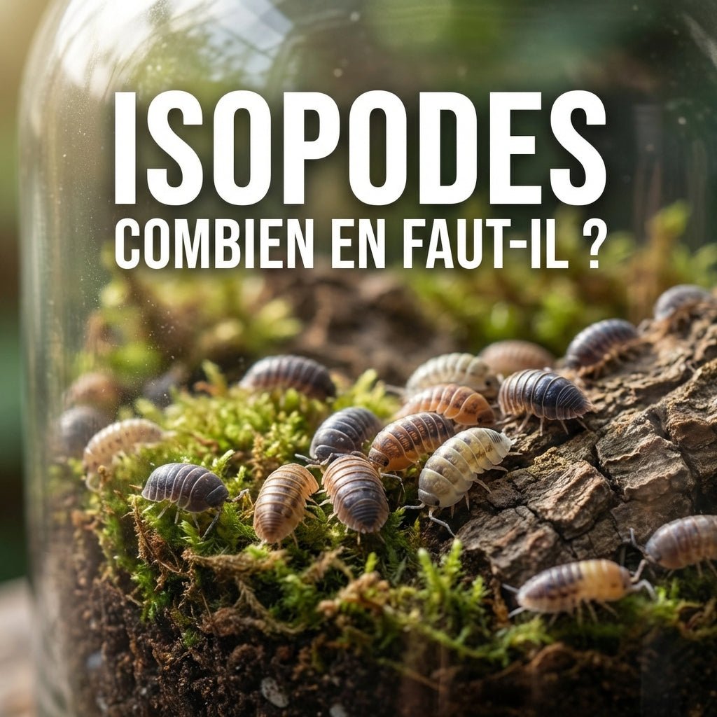 Isopodes : combien en faut-il pour un terrarium équilibré ? - TerraLife