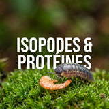 Isopodes et protéines : à quelle fréquence faut-il en donner ? Et pourquoi - TerraLife