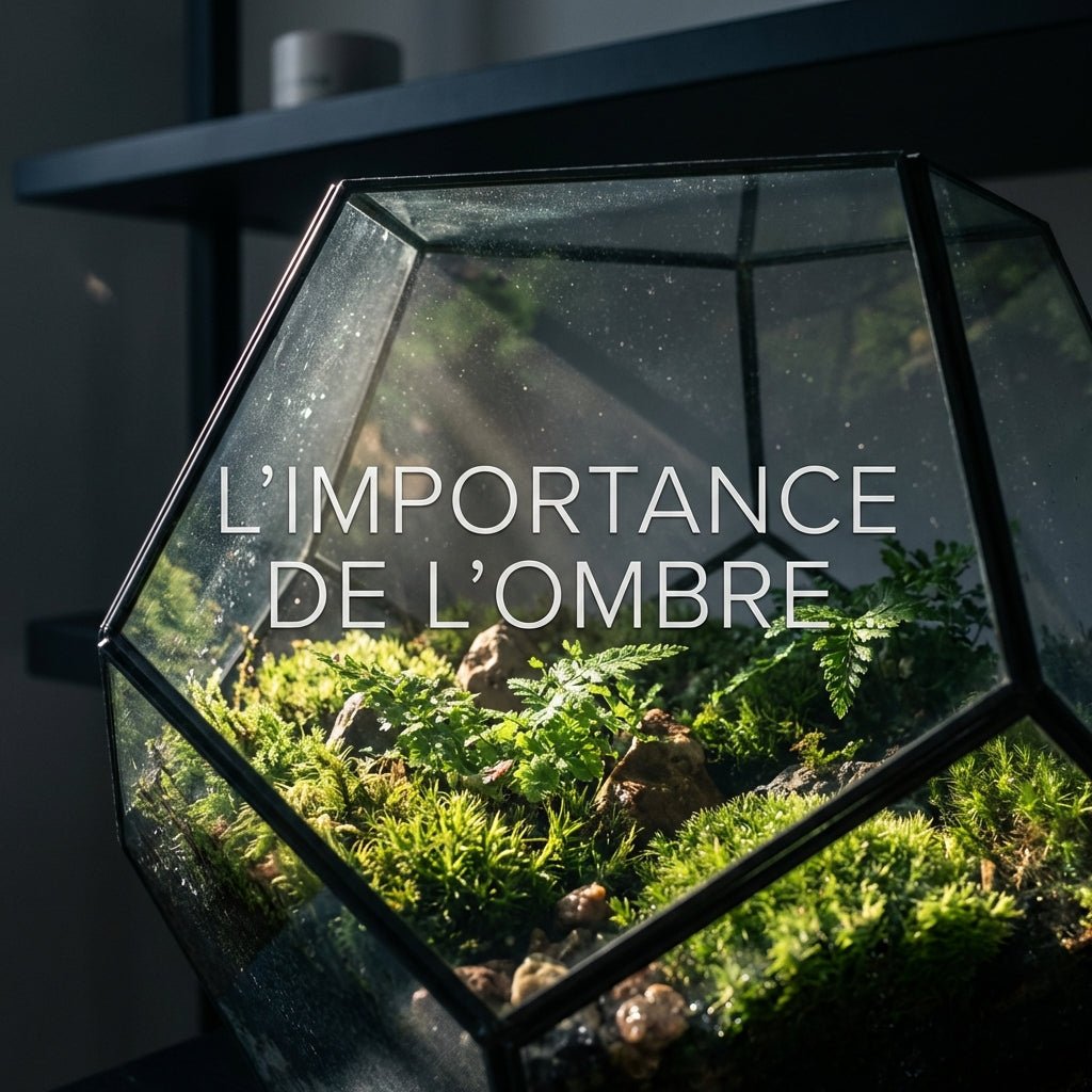 L’importance de l’ombre dans un terrarium végétalisé - TerraLife