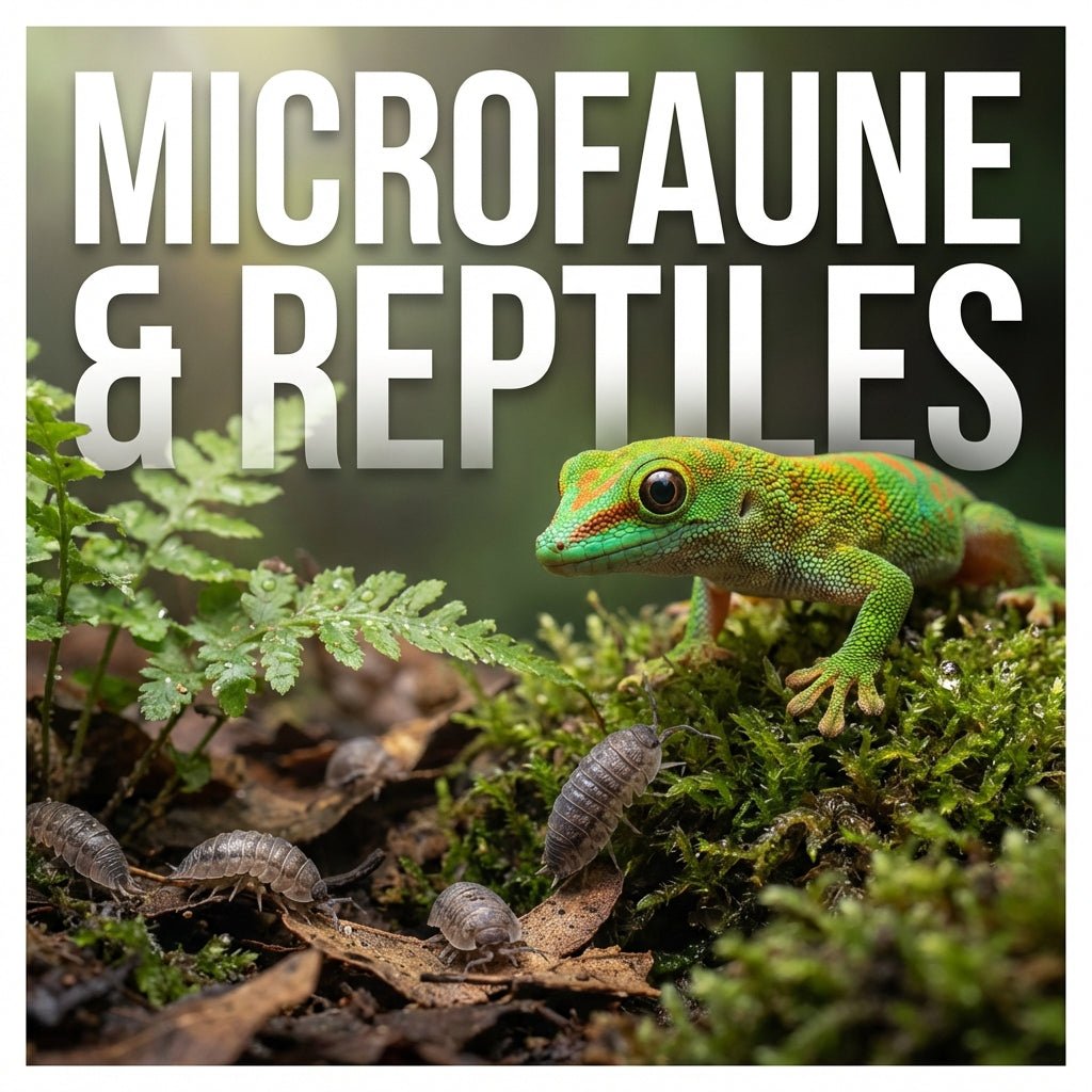 Microfaune et reptiles : compatibilité et limites - TerraLife