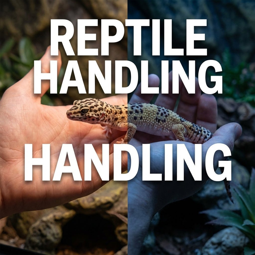 Peut-on manipuler ses reptiles ? Avantages et limites - TerraLife