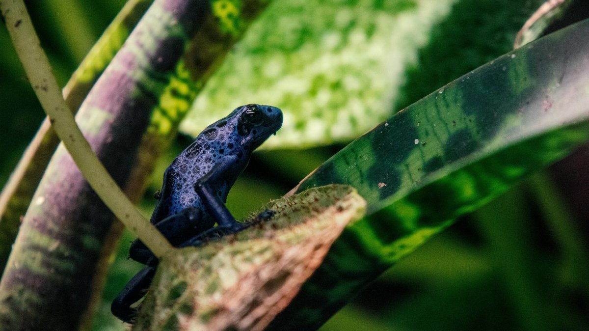 Puis-je mélanger les espèces de Dendrobates ? - TerraLife