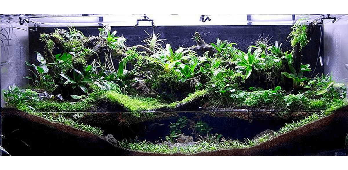 Quel bois choisir pour un Terrarium ou Paludarium ? - TerraLife