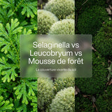Selaginella vs Leucobryum vs mousse de forêt : la couverture vivante du sol - TerraLife