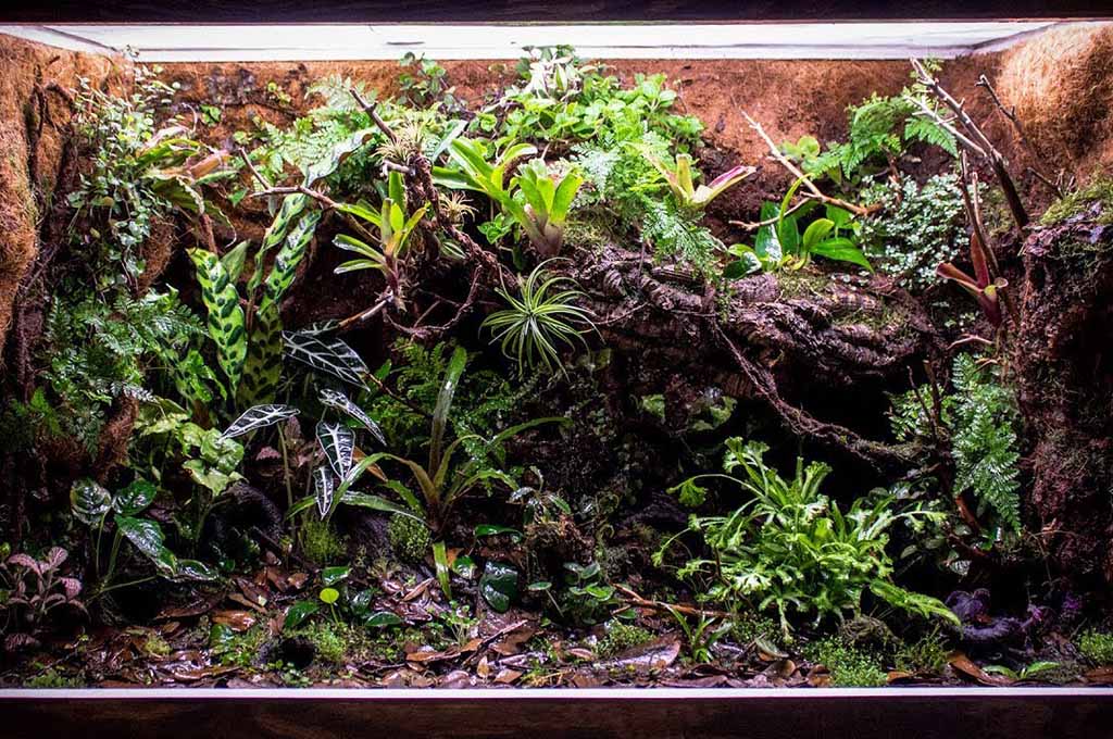 Ton terrarium est-il prêt pour tes dendrobates ? - TerraLife