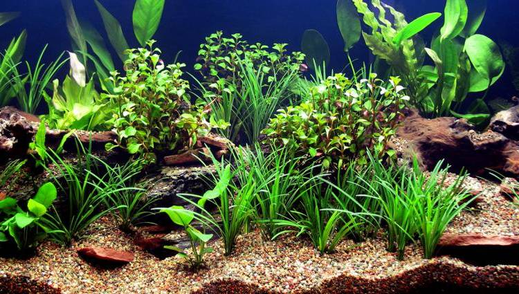 Top 10 des plantes d’aquarium - TerraLife