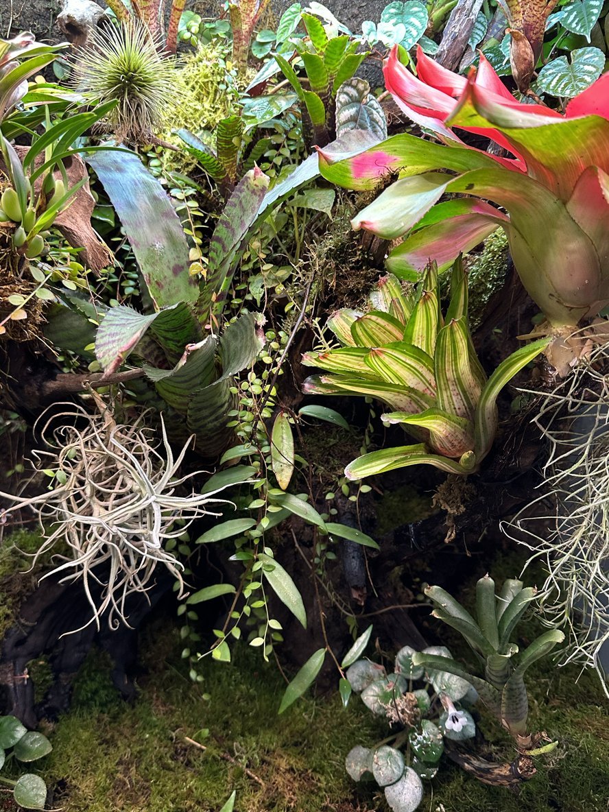 Plantes - TerraLife