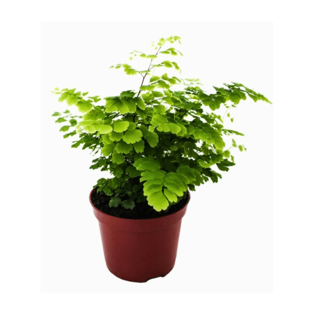 Adiantum Raddianum "Fritz Luthi" - Fougère Tropicale - TerraLife