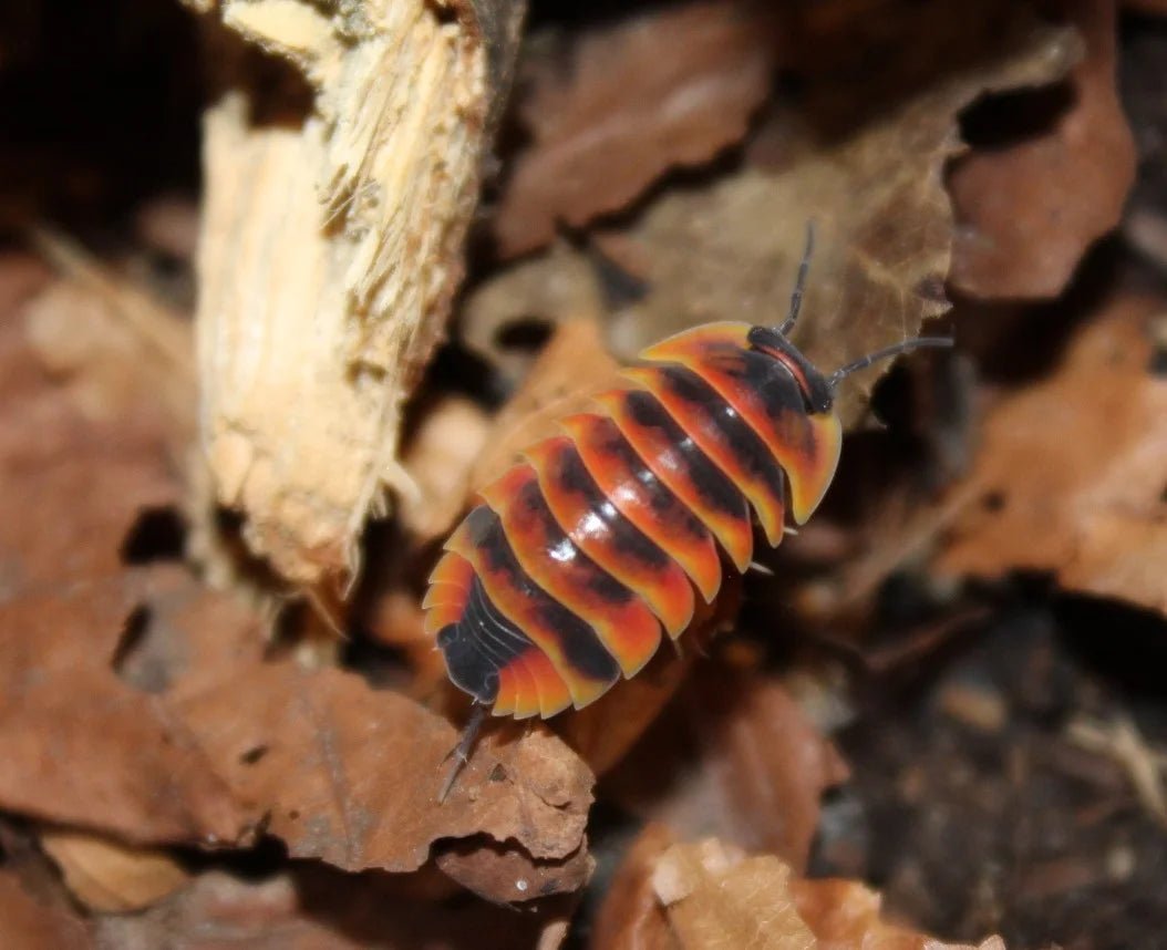 Ardentiella sp. "Ember Bee" - Isopodes Abeille - TerraLife