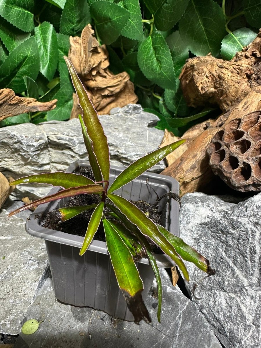 Ardisia sp Pink - TerraLife