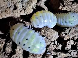 Armadillidium "Magic Potion" - TerraLife