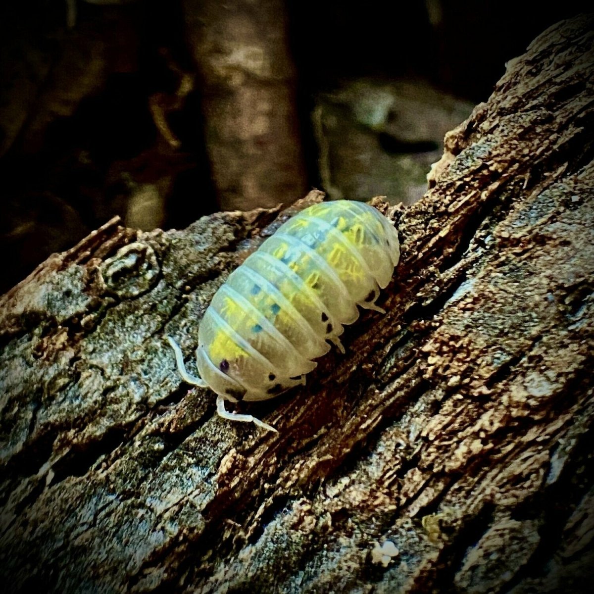 Armadillidium "Magic Potion" - TerraLife