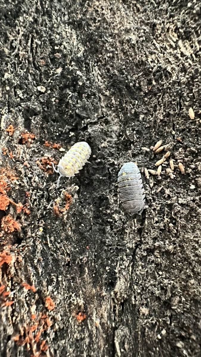 Armadillium Beieri - TerraLife