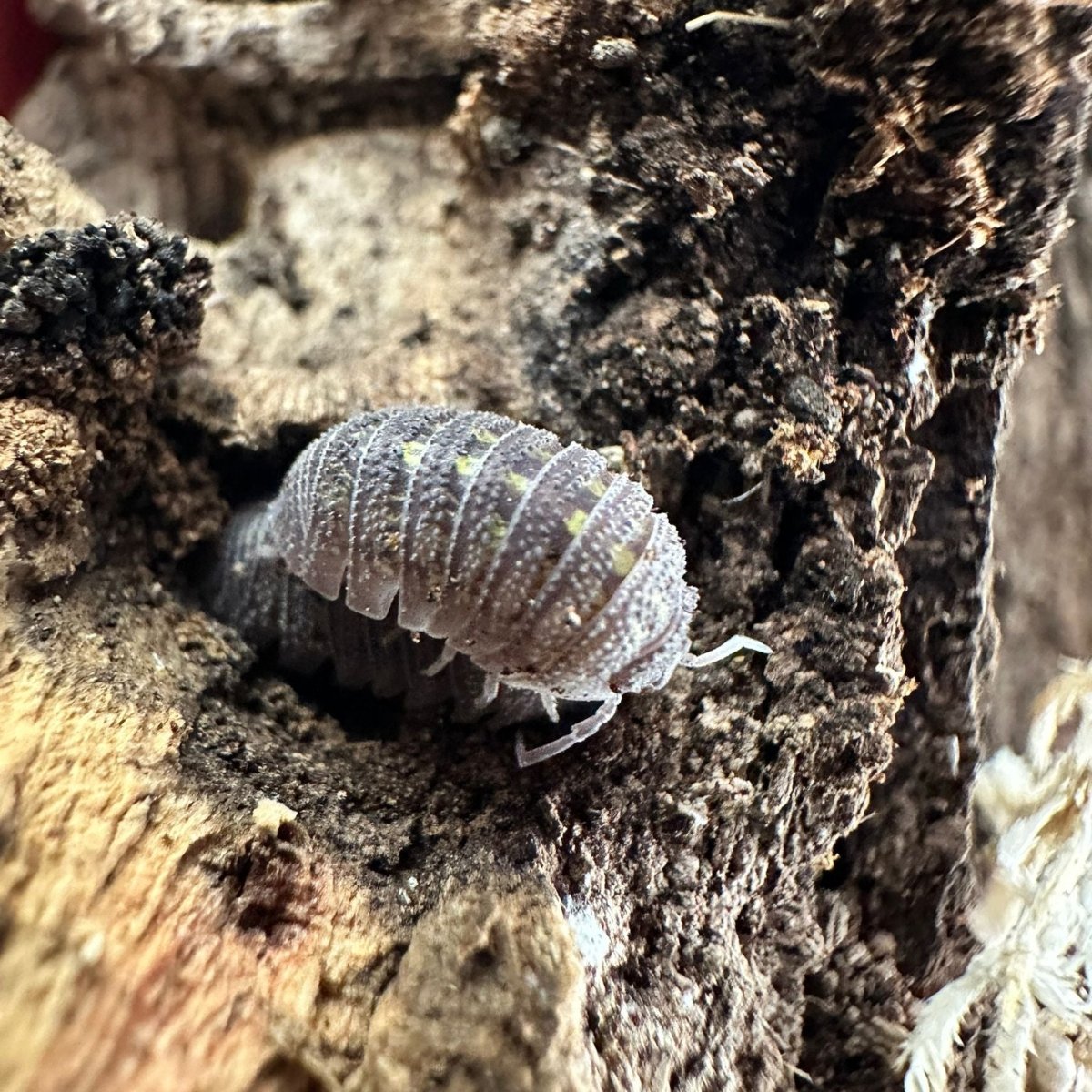 Armadillium Beieri - TerraLife