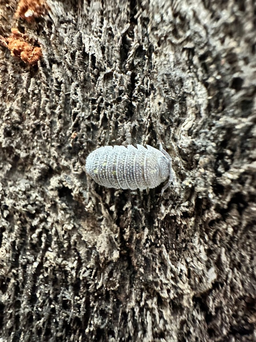 Armadillium Beieri - TerraLife