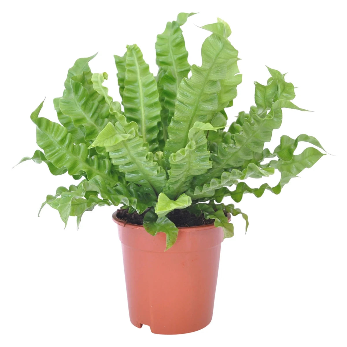Asplenium Nidus "Crispy Waves" - Fougère pour Terrarium - TerraLife