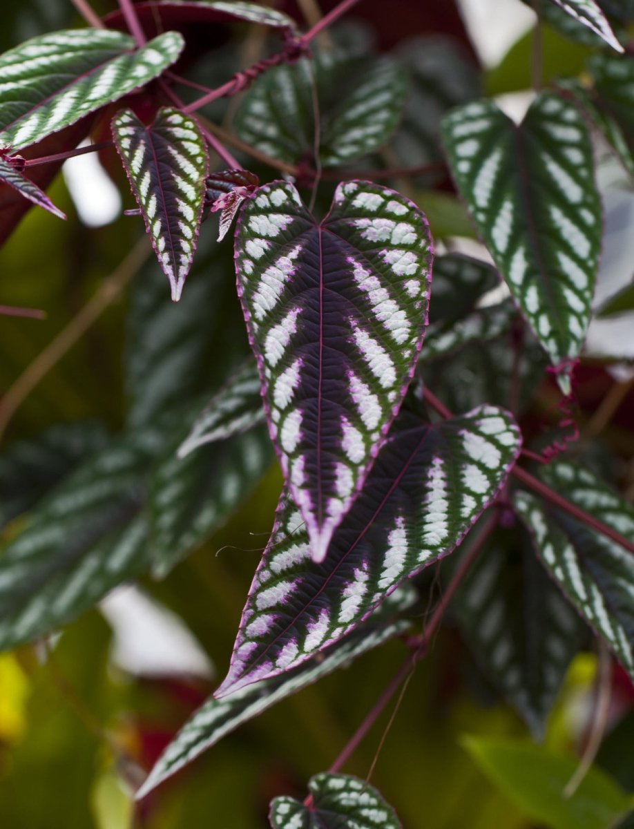 Begonia Cissus Discolor 'Rex Vine' - TerraLife