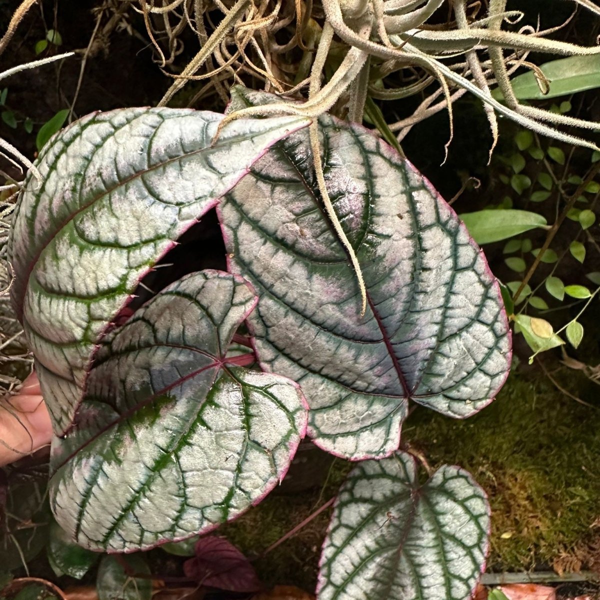 Begonia Cissus Discolor 'Rex Vine' - TerraLife
