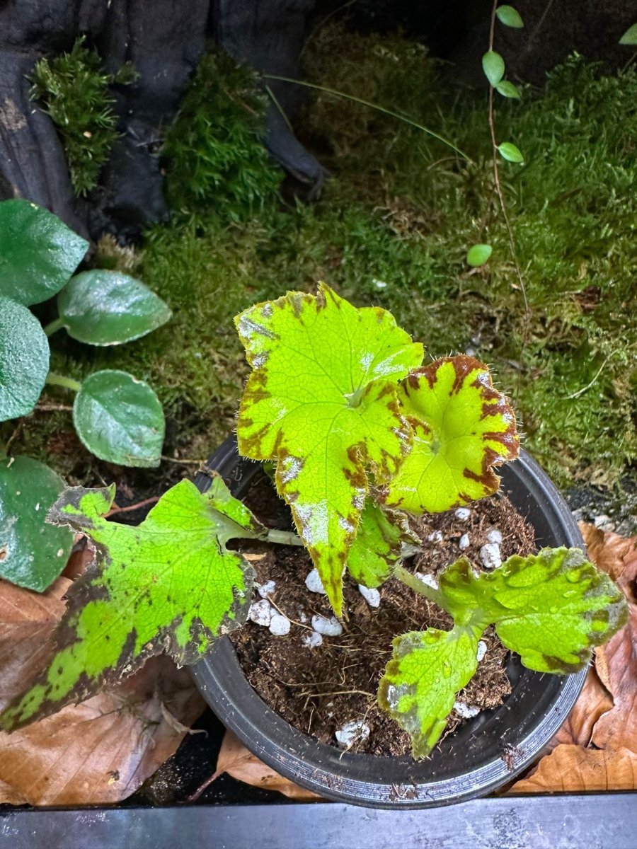 Begonia Lima Amour - TerraLife