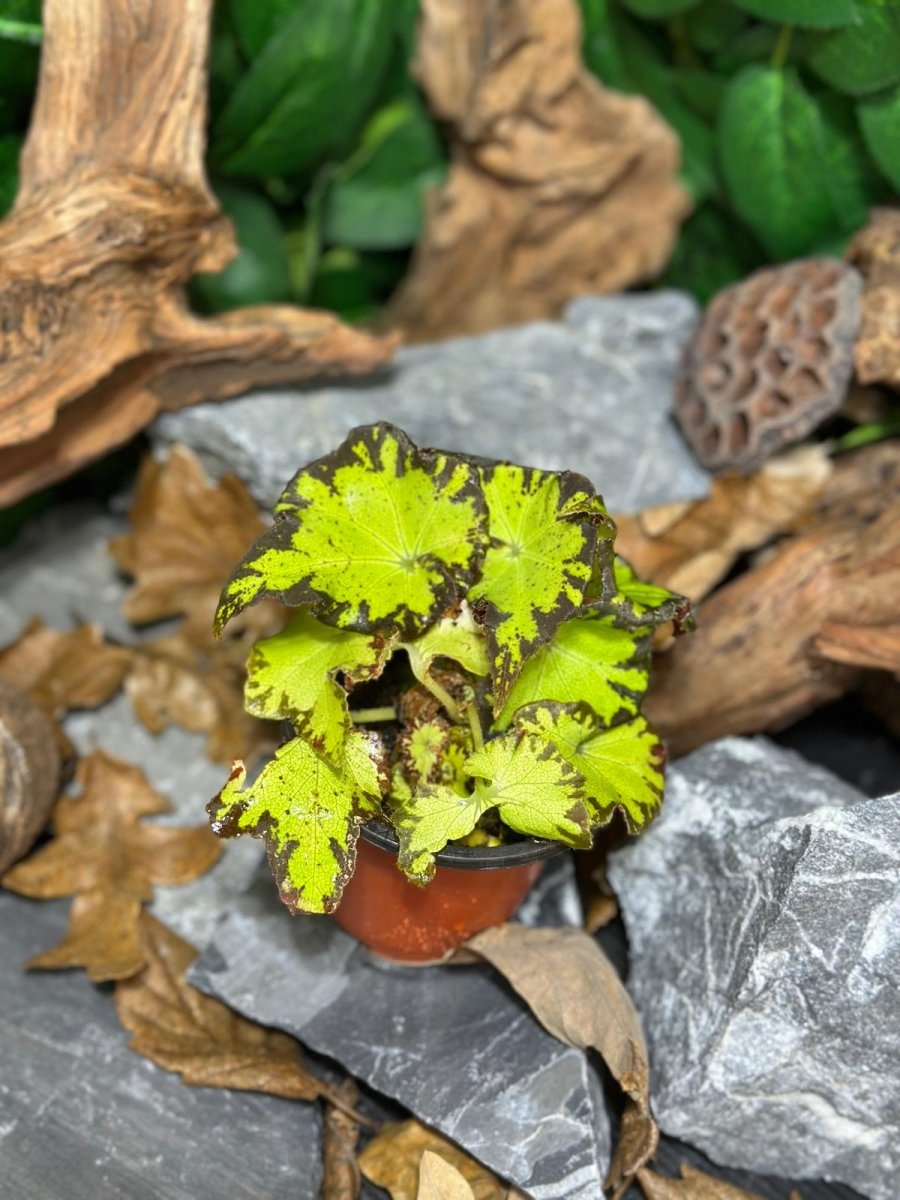Begonia Lima Amour - TerraLife