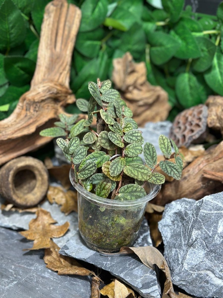 Begonia Pellionia Pulchra - TerraLife