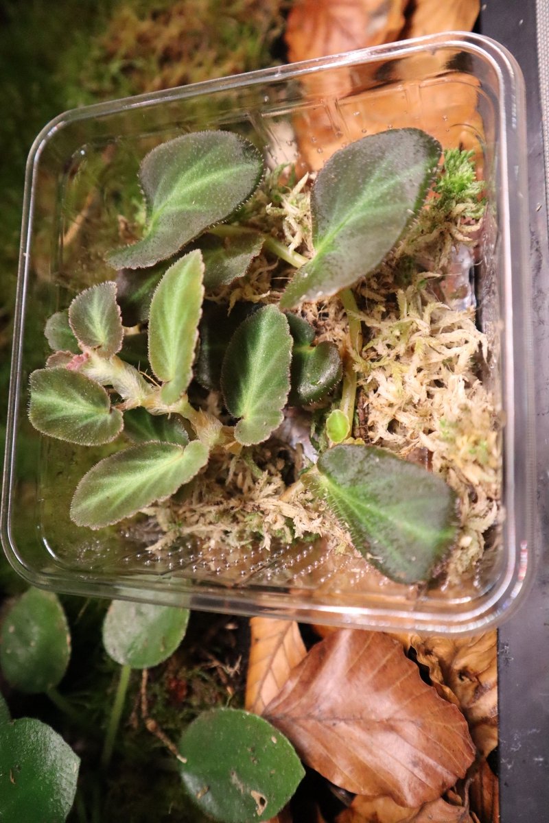 Begonia Thelmae - TerraLife