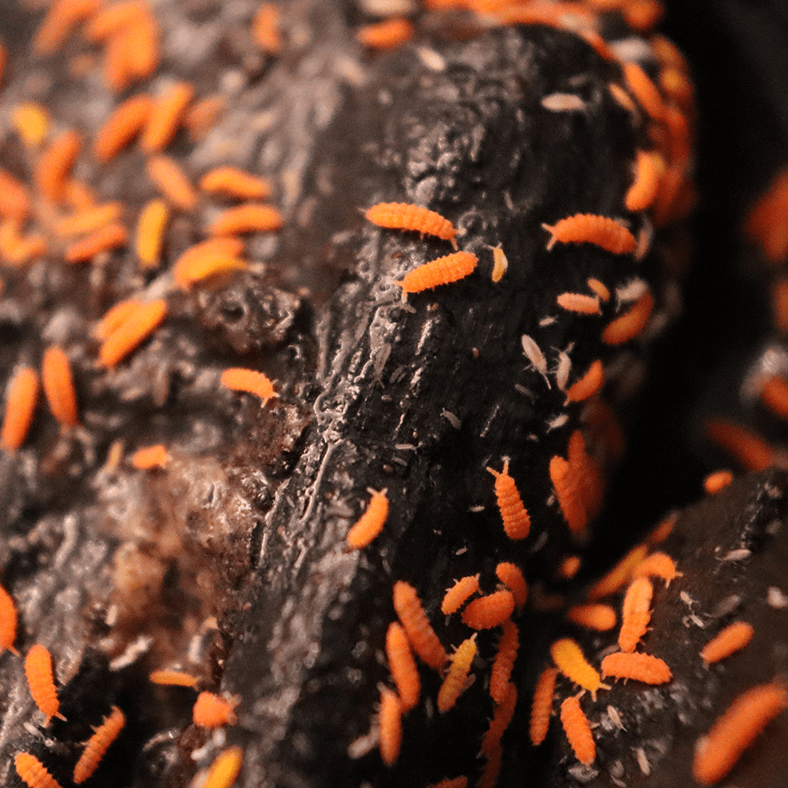 Bilobella Braunerae Orange - TerraLife