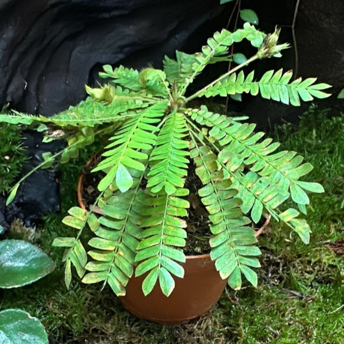 Biophytum Sensitivum - TerraLife