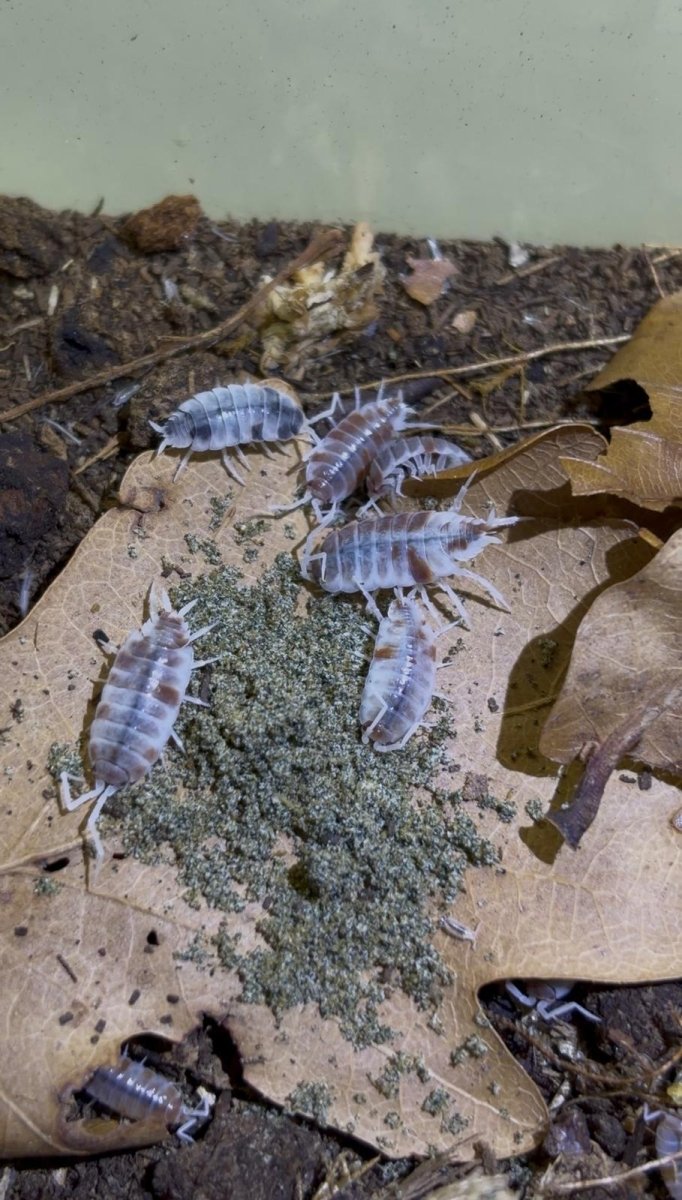 BioStart — Aliment Complet Isopodes & Collemboles | TerraLife - TerraLife