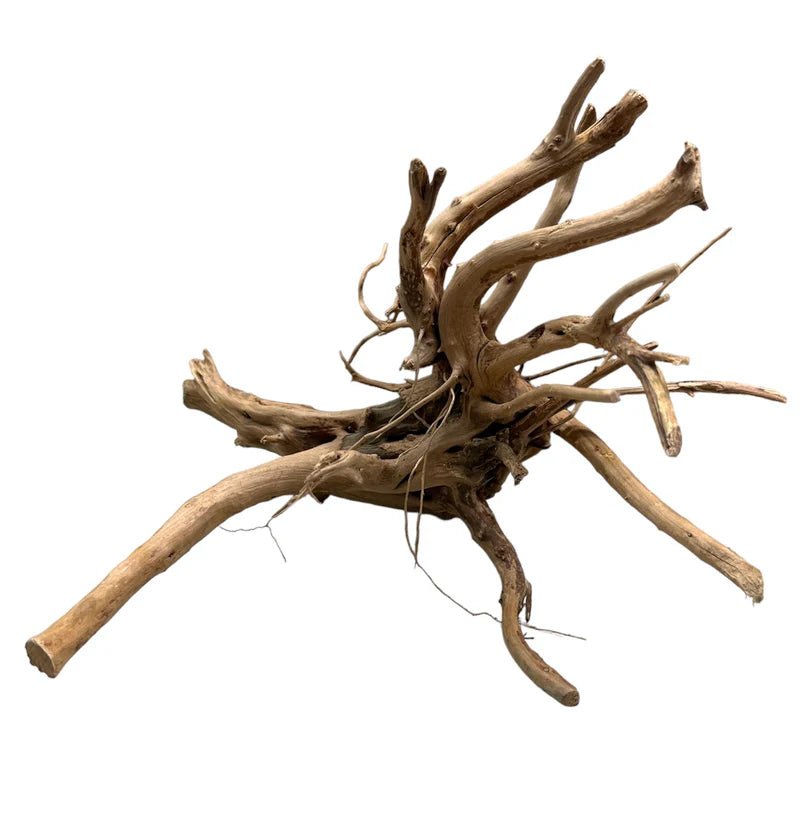Bois Spider - TerraLife