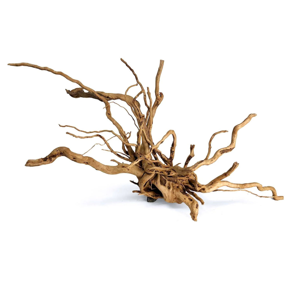 Bois Spider - TerraLife