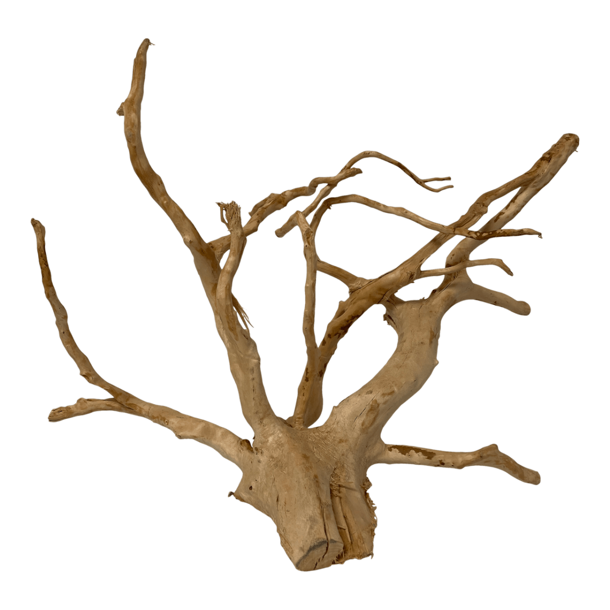 Bois Spider - TerraLife