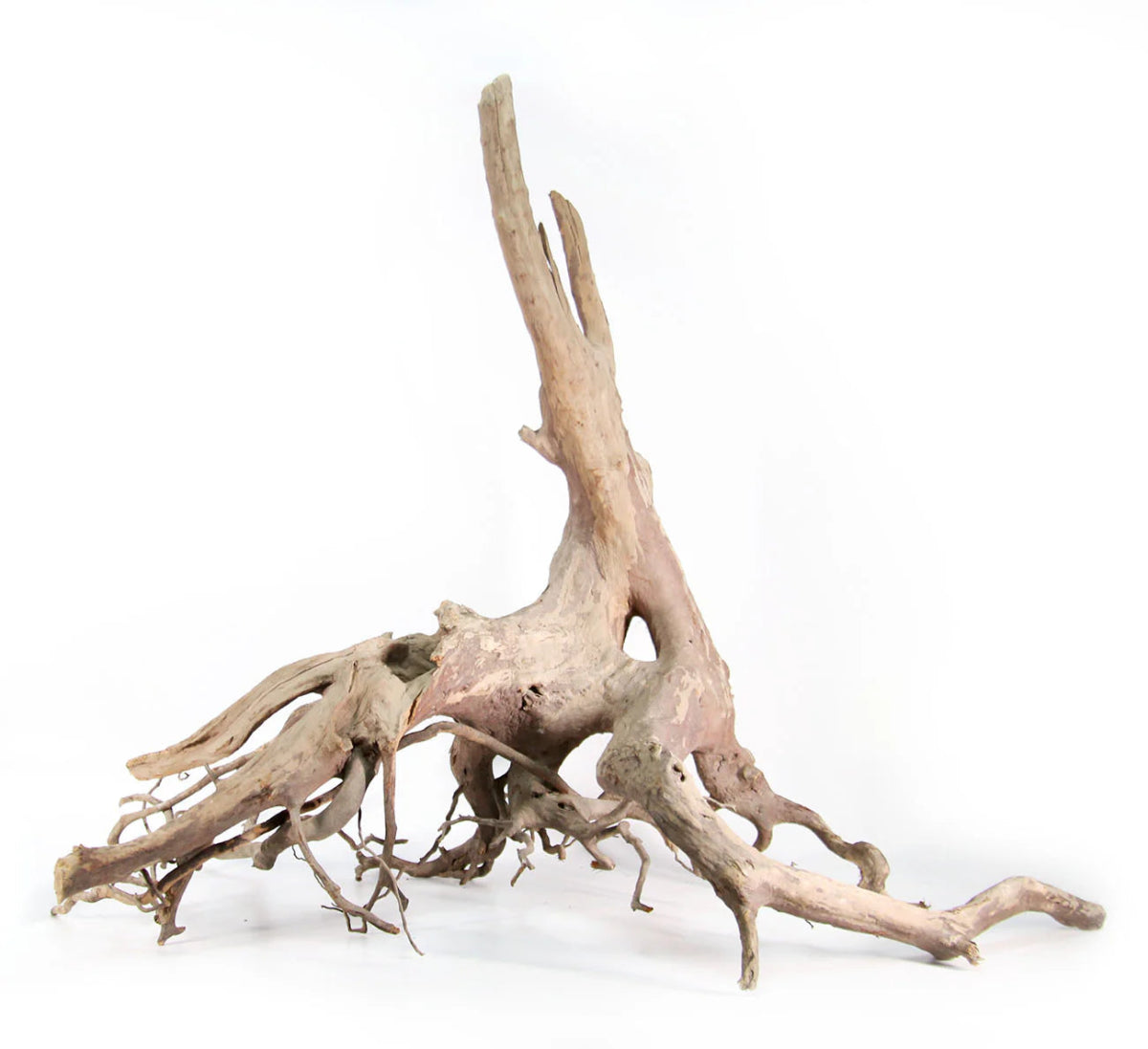 Bois Spider - TerraLife