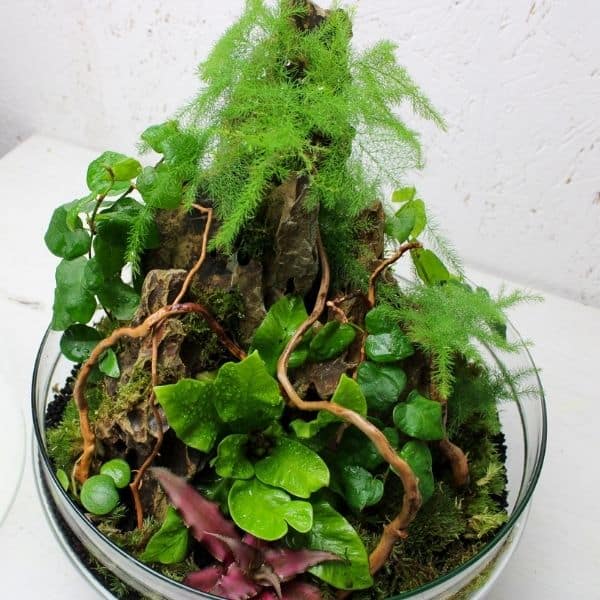 Branches de Bois Spider Naturel – Racine Décorative - TerraLife
