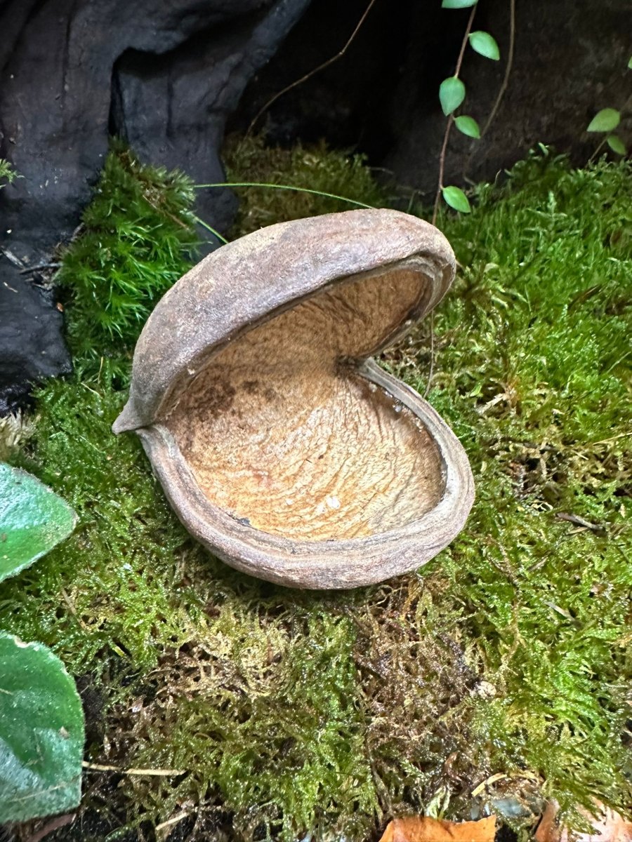 Buddha Nut - TerraLife