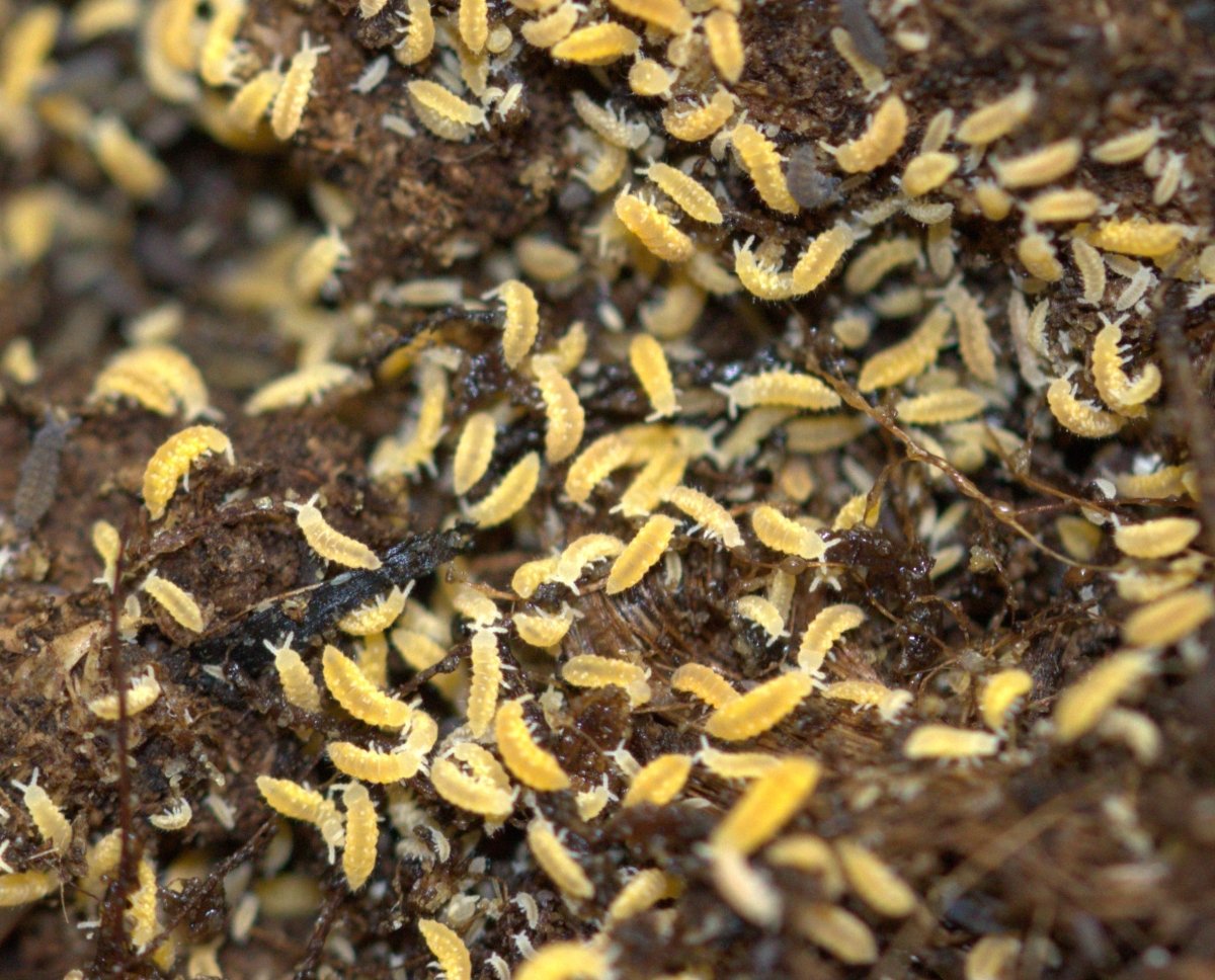 Ceratophysella sp. "Yellow" - TerraLife