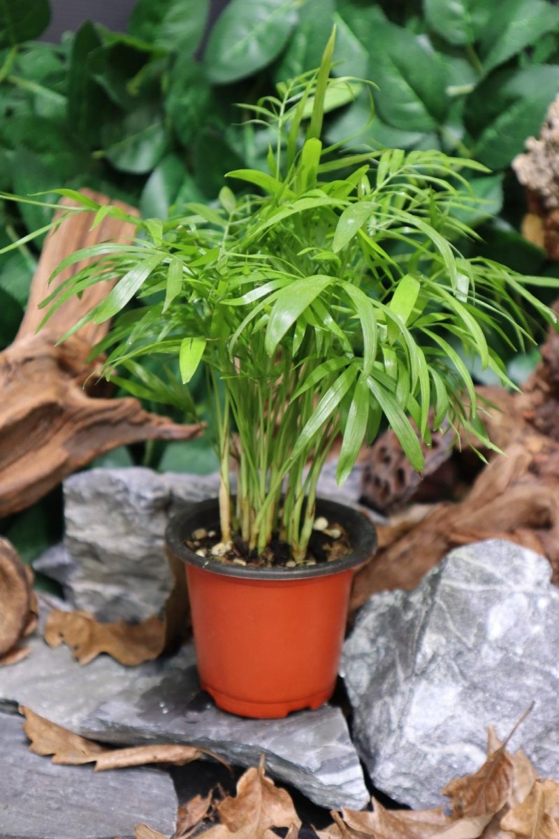 Chamaedorea Elegans - TerraLife