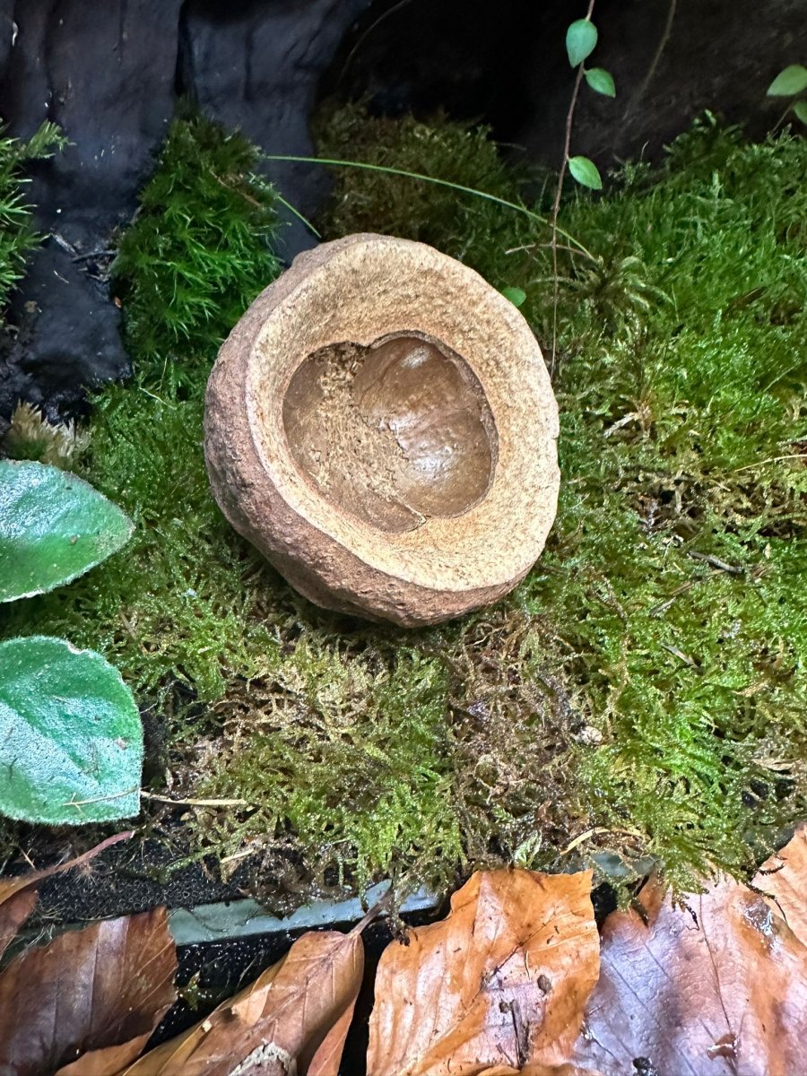 Chapeuzinho - TerraLife