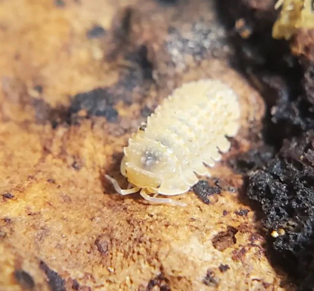 Cristarmadillidium Muricatum - TerraLife