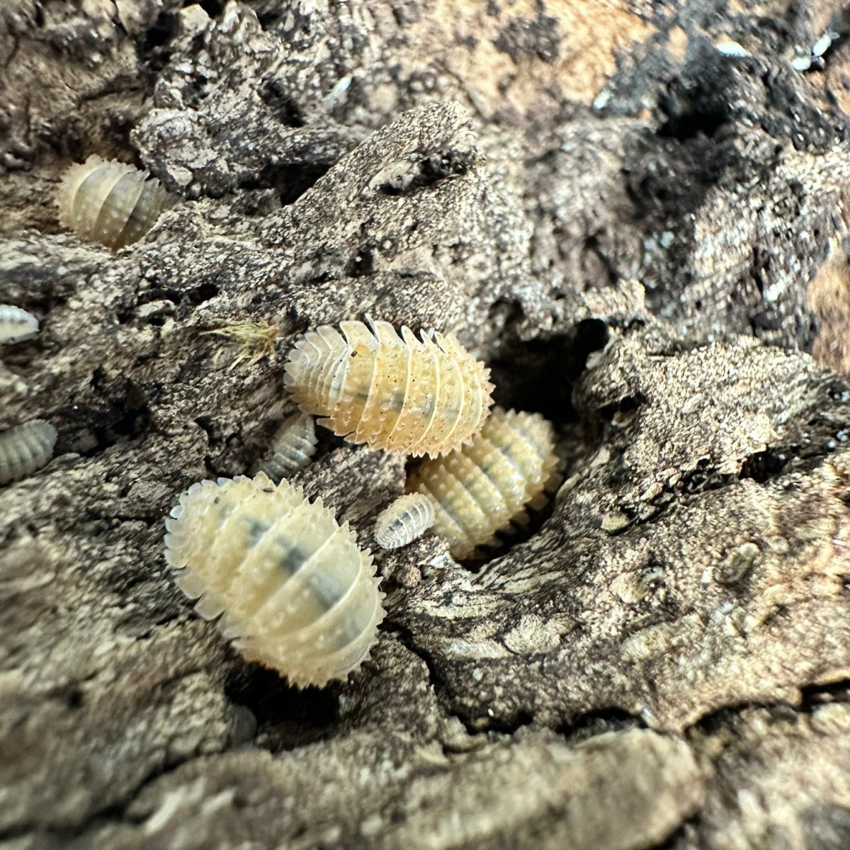 Cristarmadillidium Muricatum - TerraLife
