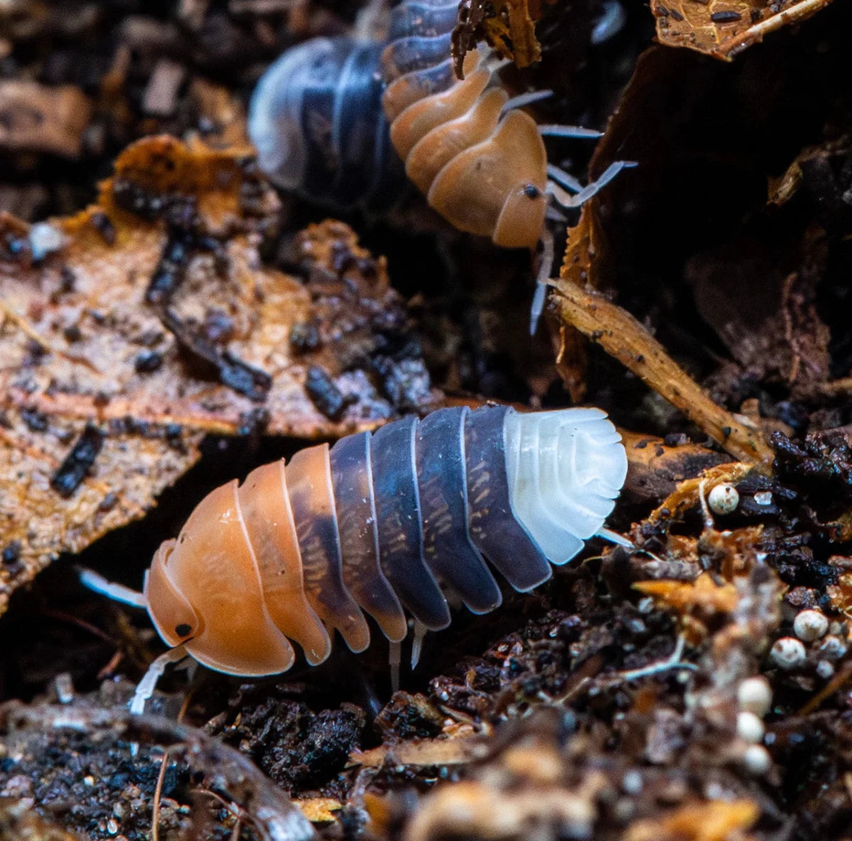 Cubaris sp. “Daxin Tricolor” - Isopodes tricolore - TerraLife
