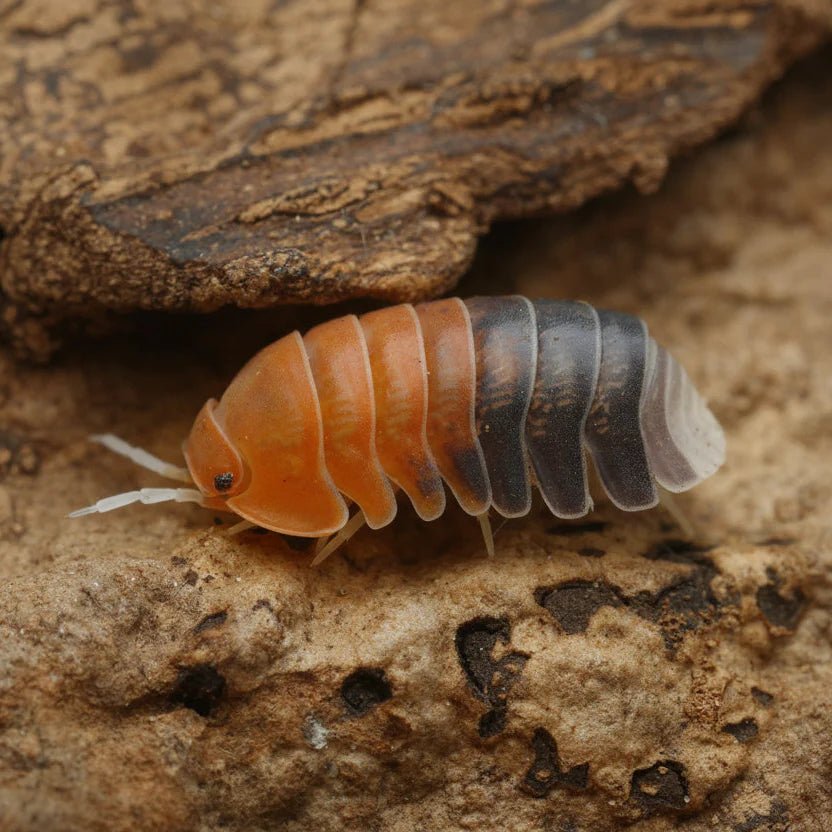 Cubaris sp. “Daxin Tricolor” - Isopodes tricolore - TerraLife