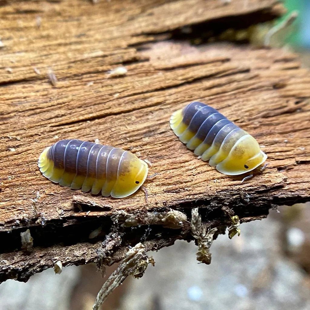 Cubaris sp. "Lemon Blue" – Isopodes Rares - TerraLife