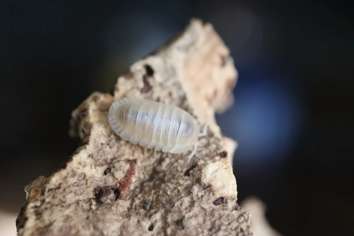 Cubaris sp. Murina "Glacier" - TerraLife