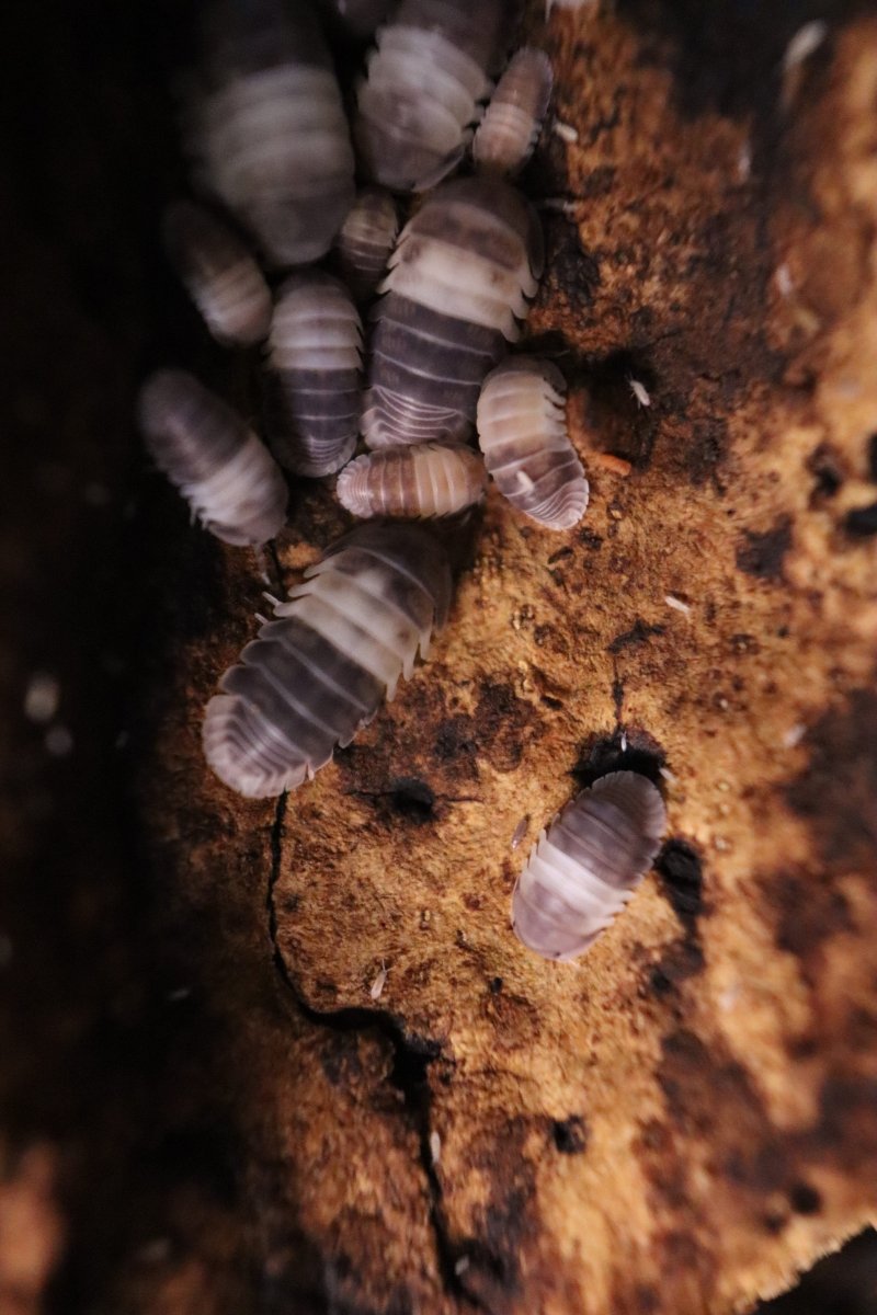 Cubaris SP Panda King - TerraLife